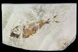 Cretaceous Fossil Fish (Armigatus) - Lebanon #110835-1